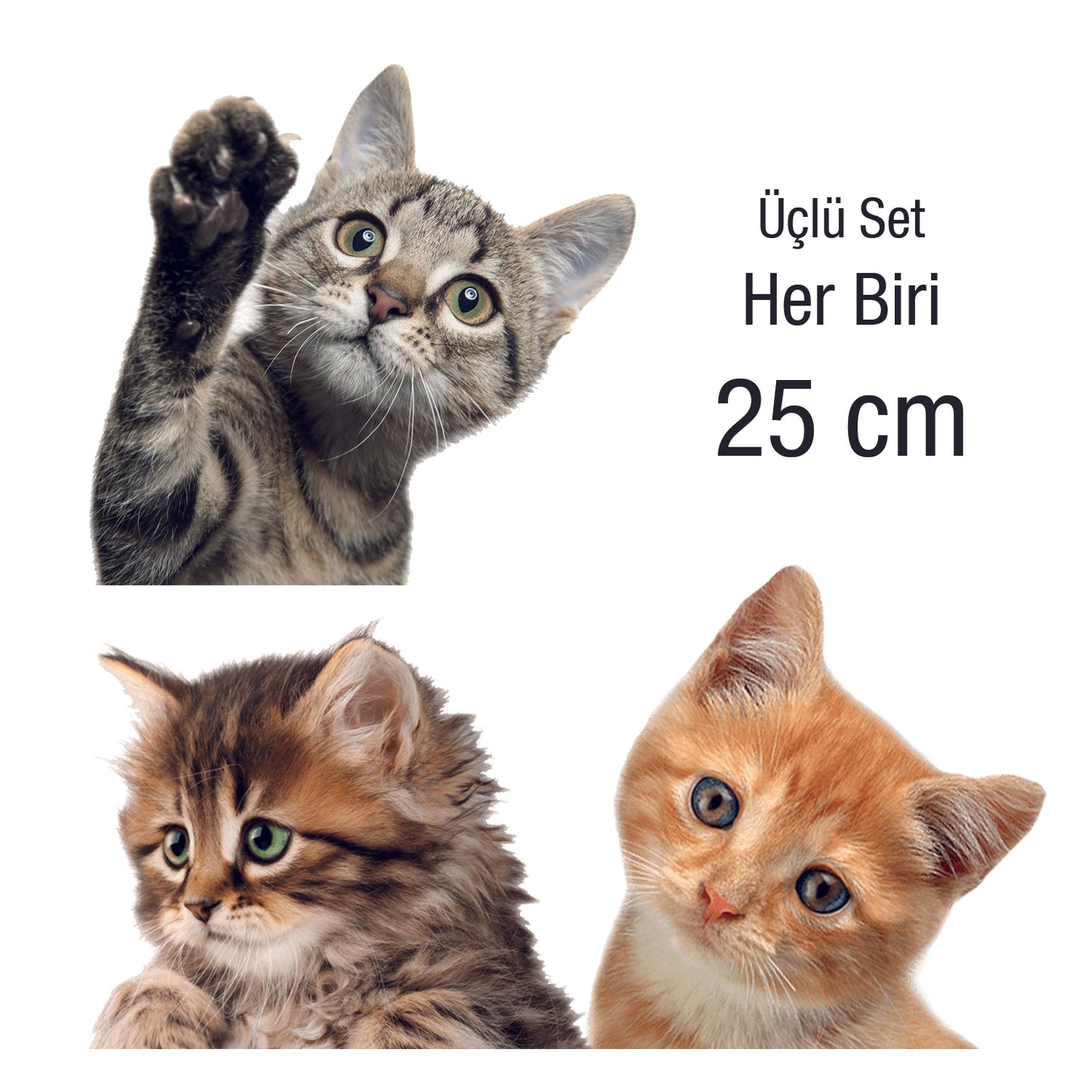 Üçlü Set Kedi Dekoratif Sticker - Duvar Sticker